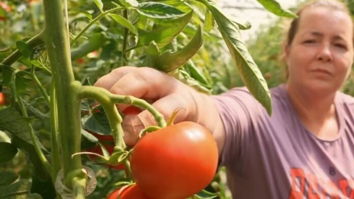 Avec la canicule et la perte de récoltes agricoles, les prix des fruits et légumes vont augmenter
