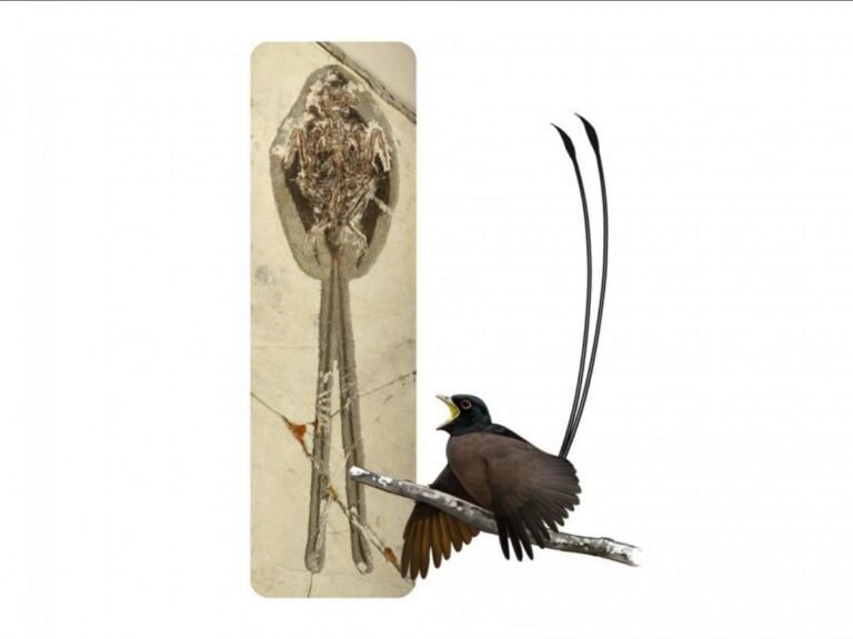 Cet oiseau fossile arborait un étonnant plumage sur la queue