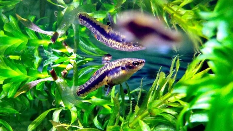 Cette espèce de poissons a survécu 100.000 ans sans aucun mâle