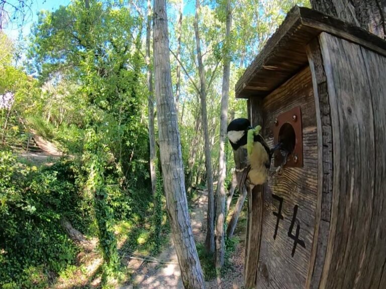 Chenilles, araignées, coléoptères : le menu secret des mésanges
