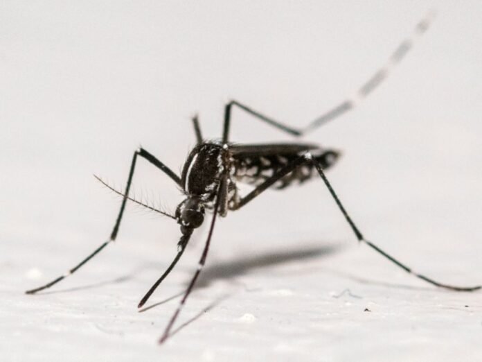Chikungunya, dengue, Zika : plus de 210 cas importés dans l'Hexagone en un mois