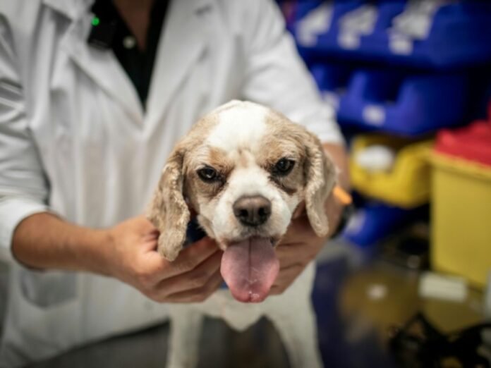 Chimios ou radiothérapies : chiens et chats soignés, eux aussi, contre le cancer