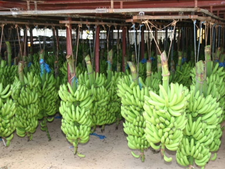 Chlordécone : plus de 80% de la population de Guadeloupe et Martinique contaminée