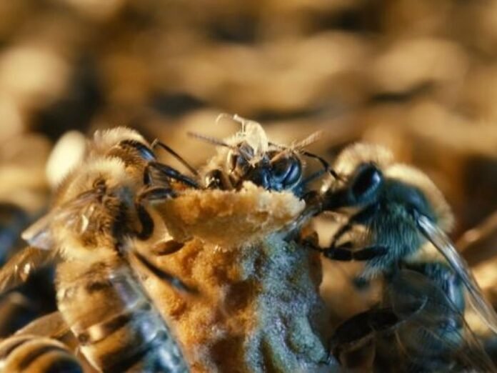 De la gelée royale et un environnement spécialisé : le secret du sacre des reines abeilles