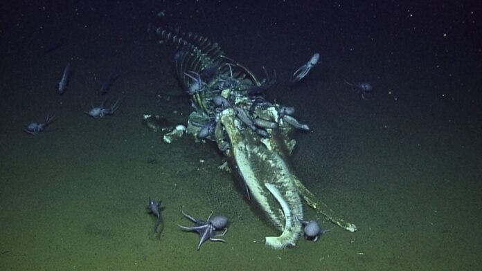 Des chercheurs ont trouvé une carcasse de baleine au fond de la mer et l'ont regardée pendant quinze ans