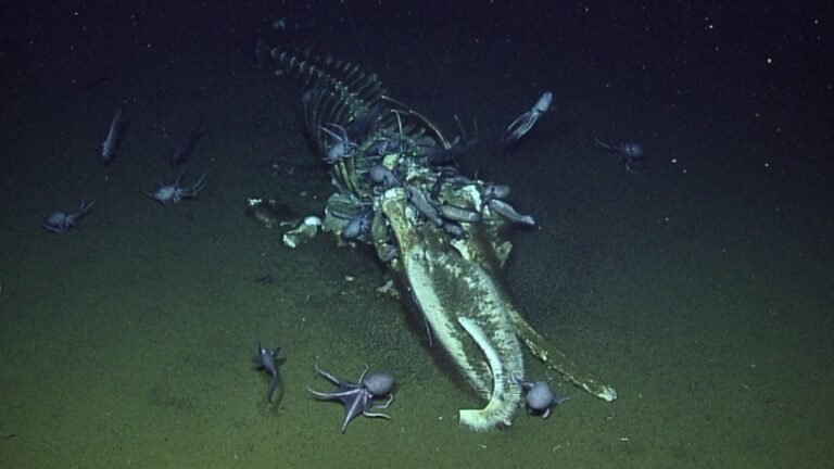 Des chercheurs ont trouvé une carcasse de baleine au fond de la mer et l'ont regardée pendant quinze ans