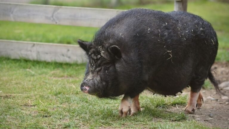 Des porcs paralysés remarchent après une réparation expérimentale de leur moelle épinière sectionnée