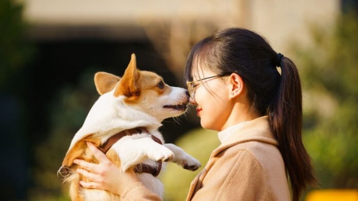 En Chine, les chiens vont désormais à la maternelle
