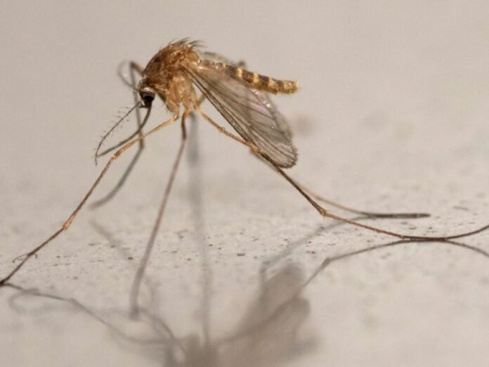 En Ecosse, le virus tropical Usutu sous haute surveillance