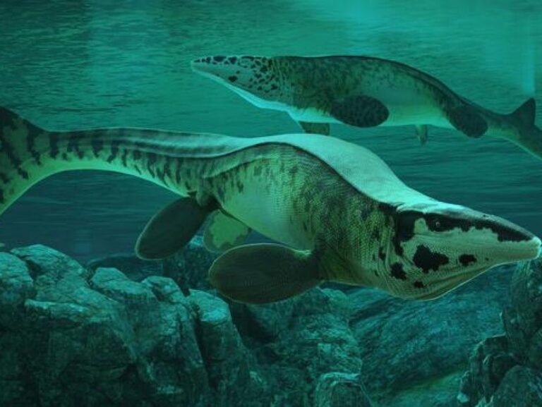 Gigantesque et agressif : ce "T. rex" des mers était un terrifiant prédateur