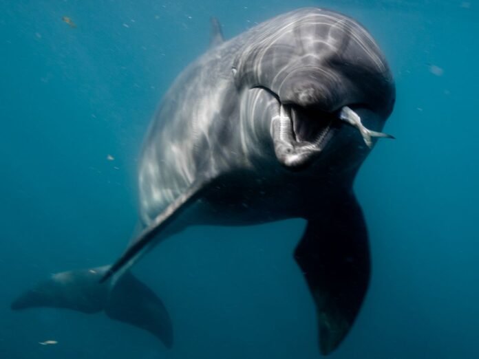 INTERVIEW. "Les sanctuaires pour dauphins existent et ils sont réplicables"