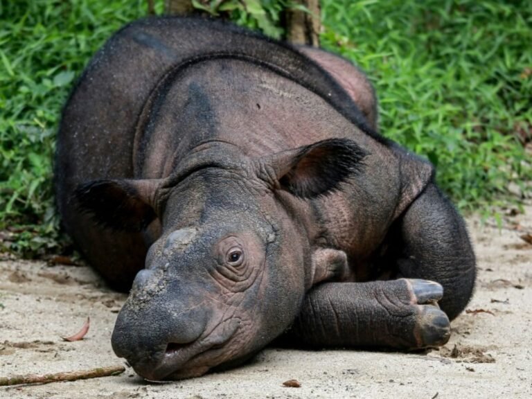 Indonésie : l'insémination artificielle pour sauver le rhinocéros de Bornéo