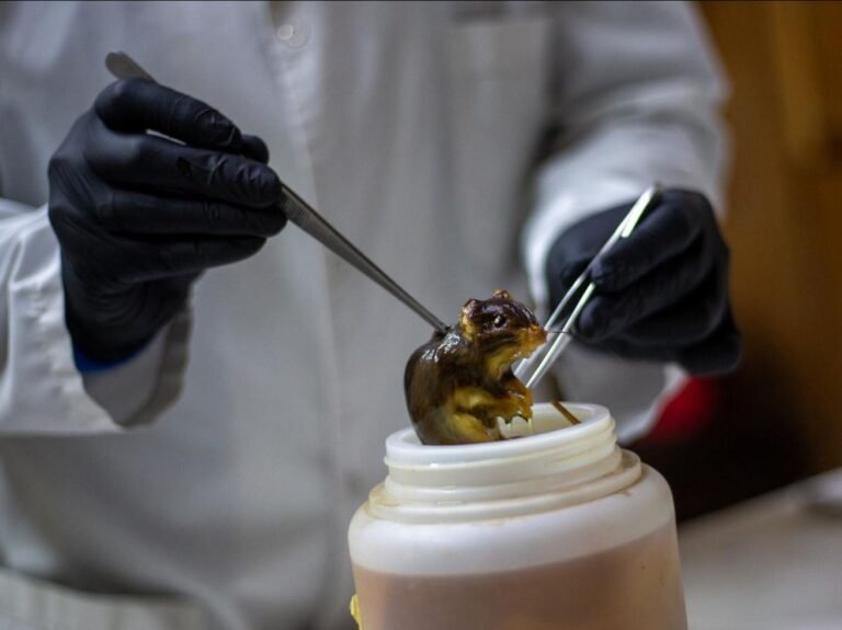 L'Argentine détecte un variant d'hantavirus en Terre de Feu