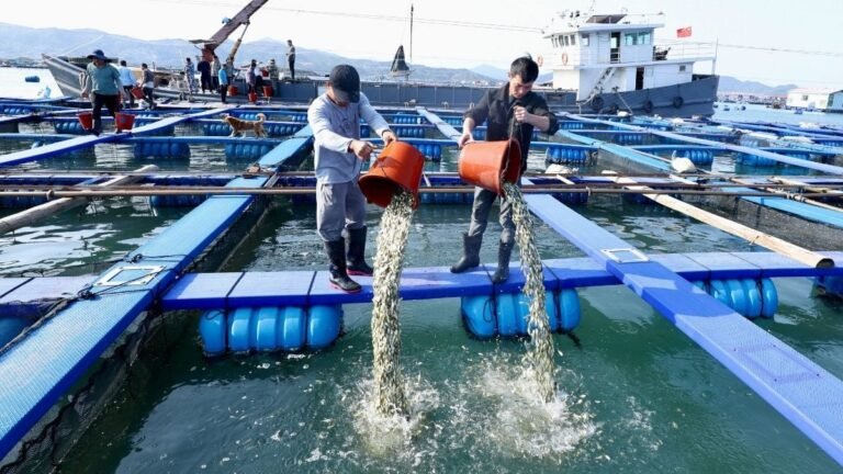 La Chine a lancé une ferme marine géante capable d'élever quatre millions de kilos de poissons par an