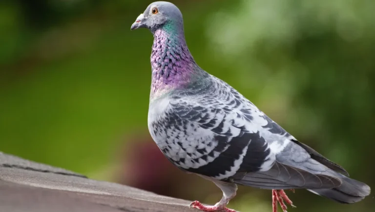 Le GPS des pigeons se cache dans leur foie et leur rate