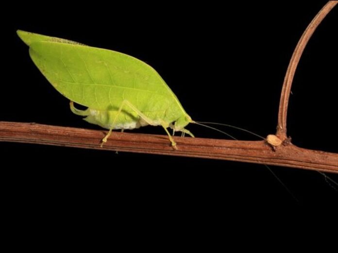 Le camouflage de ces mâles sauterelles allie survie et charme