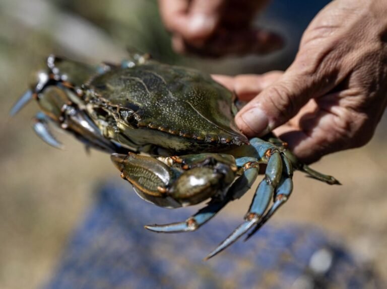Le crabe bleu, un envahissant crustacé à savourer pour mieux le contrôler