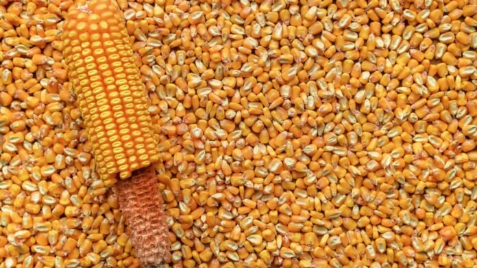 Les Etats-Unis anticipent une nouvelle production "record" de maïs en 2026-27, qui pourrait faire baisser les prix sur le marché