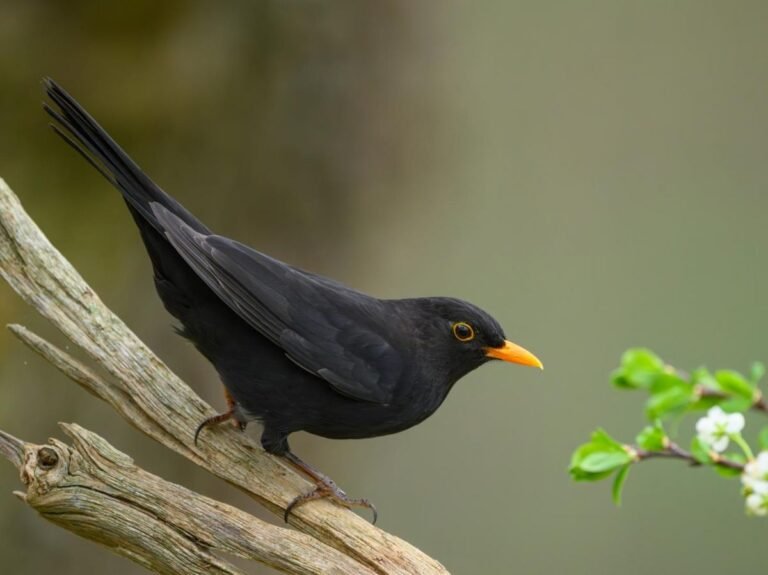 Les oiseaux ont peur des femmes