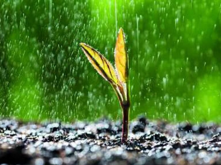 Les plantes perçoivent le son de la pluie