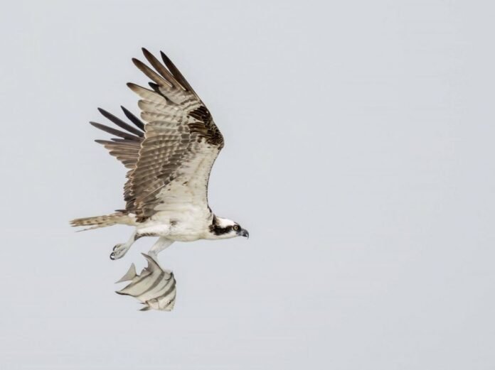Les rapaces chassent en fonction de la morphologie de leurs phalanges