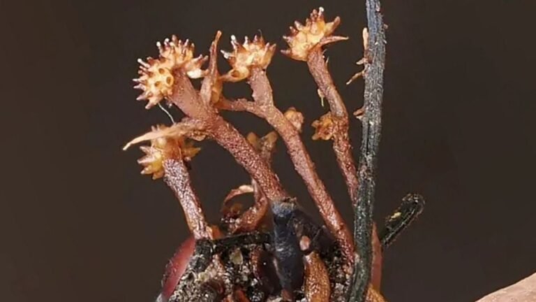 Oh zut, le champignon parasite qui «zombifie» les fourmis est lui-même victime d'un autre champignon parasite