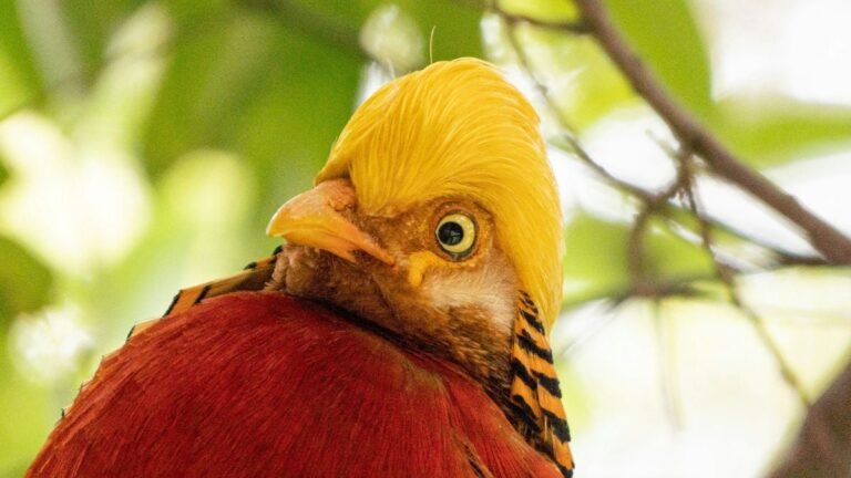 Oui, les oiseaux se masturbent et il n'y a pas de honte à cliquer pour en savoir plus
