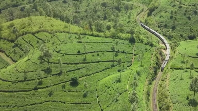 Paysages à couper le souffle, thé noir… À la découverte du train bleu du Sri Lanka