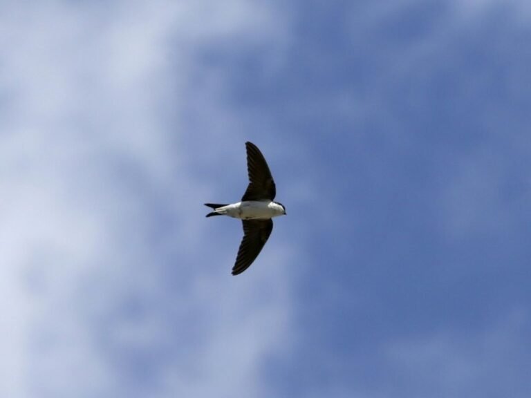 Plus d'espèces et moins d'oiseaux depuis 50 ans : la LPO tire un bilan contrasté