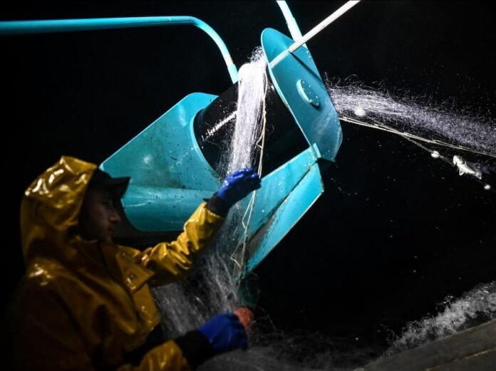 Pour protéger les dauphins, nouveau mois sans pêche en 2027 dans le golfe de Gascogne