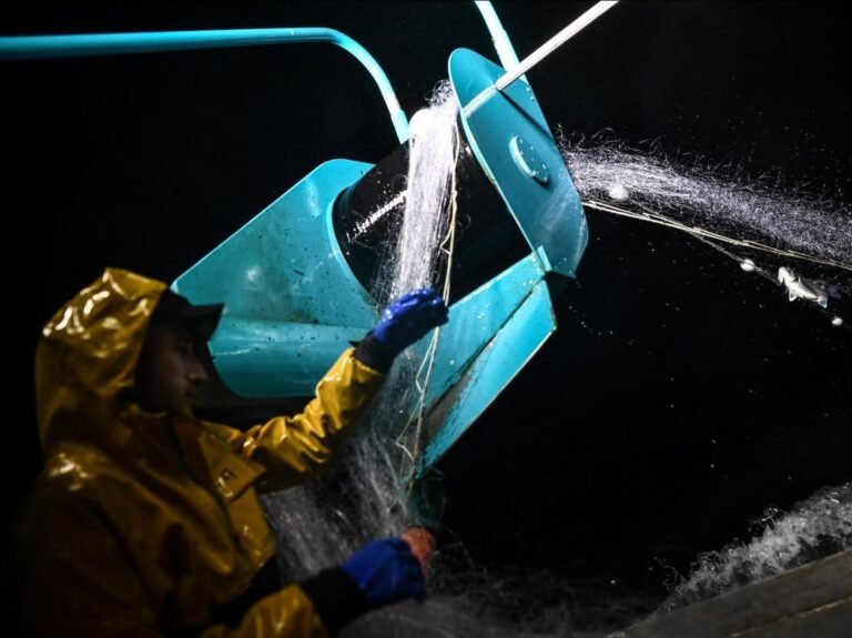 Pour protéger les dauphins, nouveau mois sans pêche en 2027 dans le golfe de Gascogne