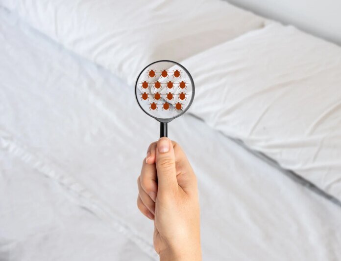 Puces, tiques, vers : quels sont les parasites qui peuvent vous coloniser pendant la nuit ?