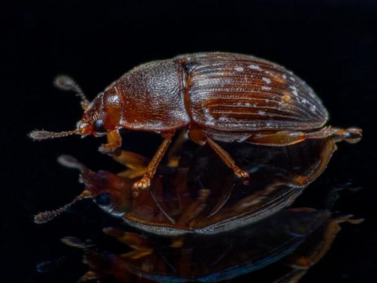 Quand des vers voyagent à dos d’insectes