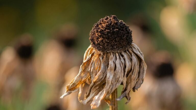 Toutes les plantes sur Terre vont mourir un jour, ces chercheurs pensent savoir exactement quand
