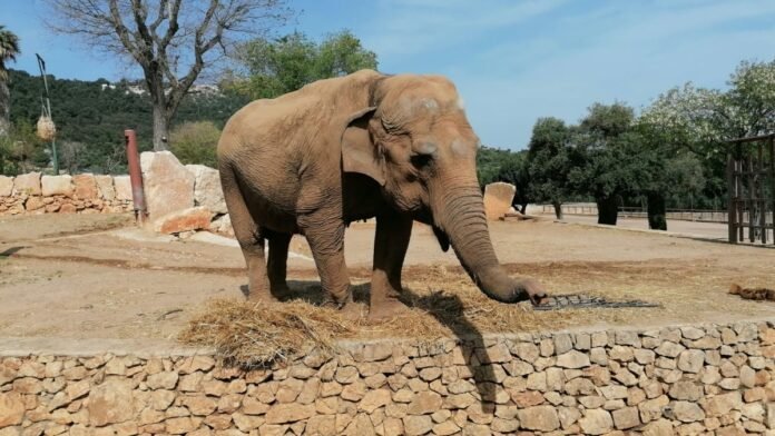 Un éléphant sous LSD, ou l'expérience scientifique la plus stupéfiante des années 1960