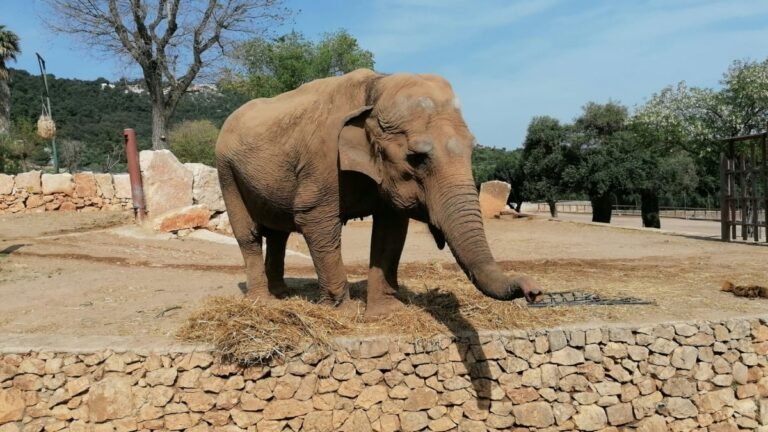 Un éléphant sous LSD, ou l'expérience scientifique la plus stupéfiante des années 1960