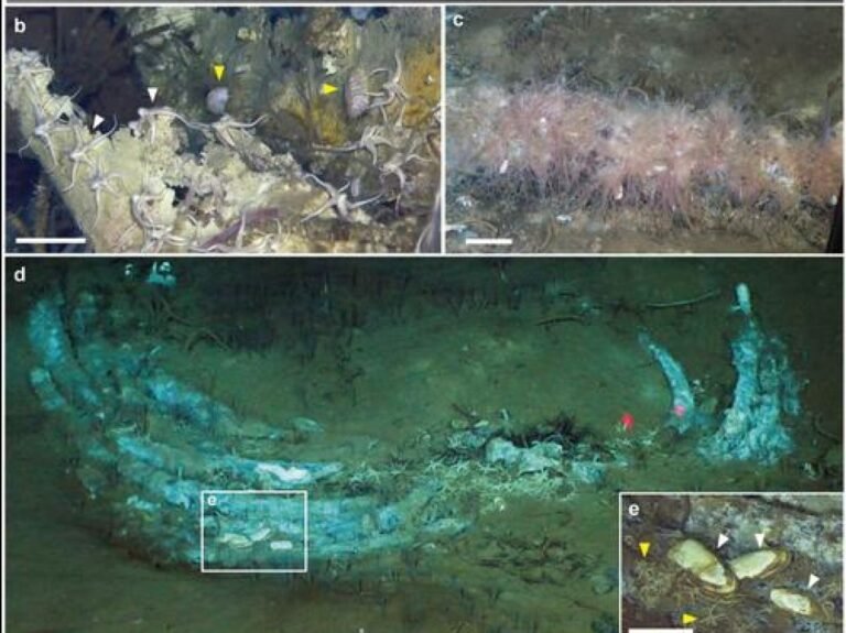 Un immense cimetière de baleines dans l'océan Indien