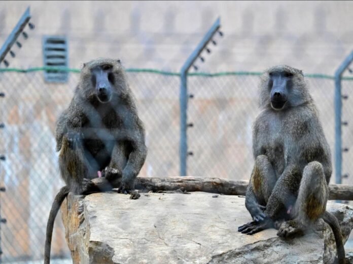 Une association demande un fonds national dédié à la retraite des animaux de laboratoire