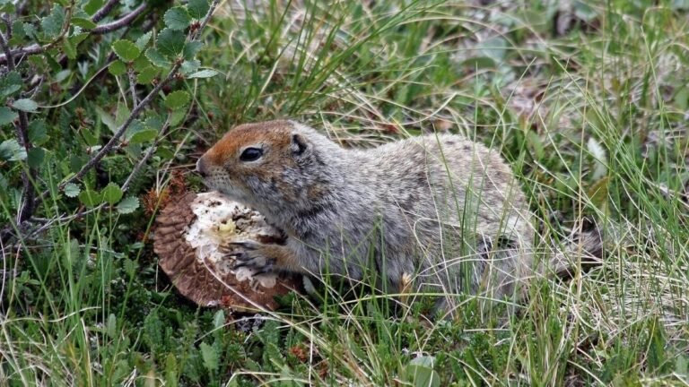 Vous ne devinerez jamais tout ce qu'on peut trouver dans des crottes congelées d'écureuils préhistoriques