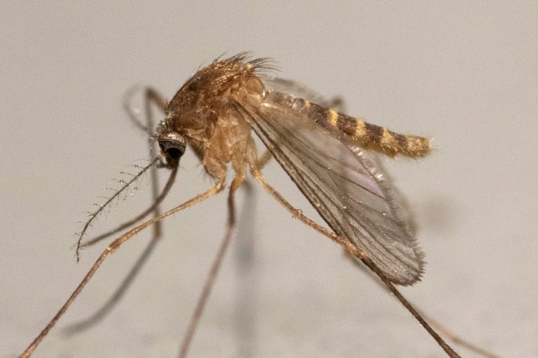 Culex Pipiens prospère autour de 25°C (AFP/Archives - Martin LELIEVRE)