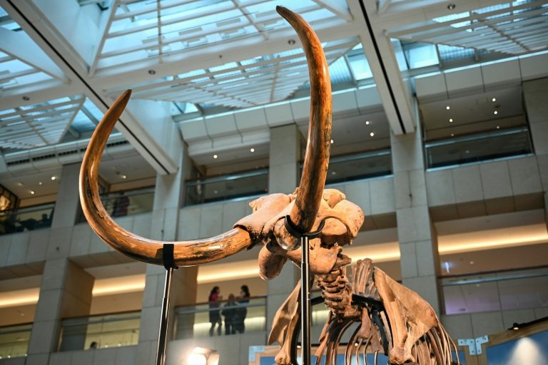 Les restes d’un mammouth laineux vieux de 12.000 ans, présentés à Hong Kong le 15 août 2024 (AFP/Archives - Peter PARKS)