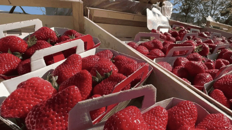 "Ça a été le début de la fraise française" : la Gariguette, star des étals, célèbre ses 50 ans