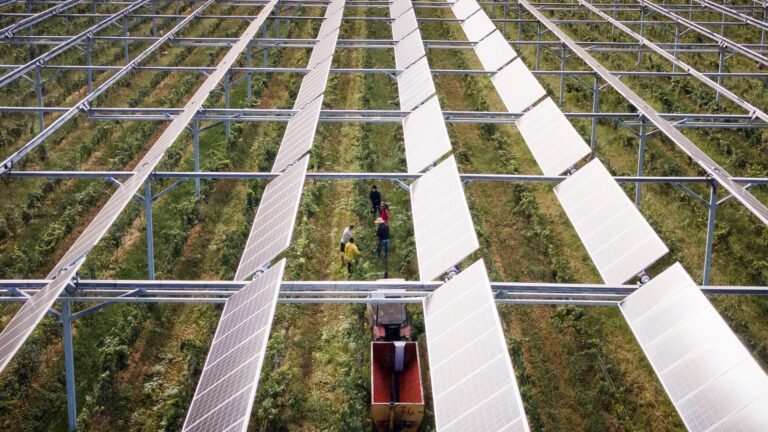 "En mettant les panneaux, 70 à 80% des vignes sont sauvées": ils protègent les vignes de la chaleur et des intempéries, produisent de l'électricité… mais ils sont interdits par la règlementation, faut-il autoriser les panneaux solaires dans le vignoble?