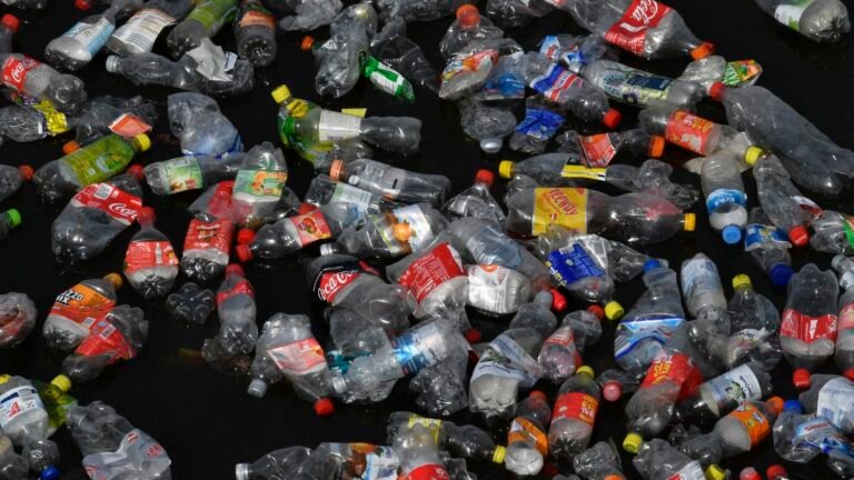 "Il y a toujours un effort à faire" : à Berlin, des associations et des entreprises troquent des activités ludiques contre du ramassage de déchets