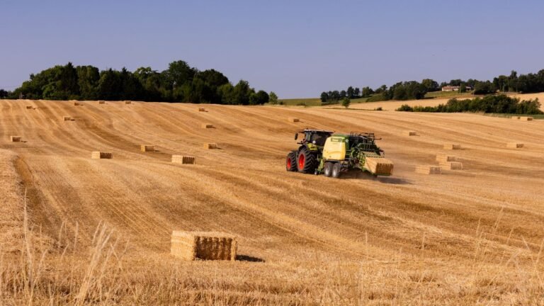 "Nous sommes en train de vivre une catastrophe agricole majeure" : comment la canicule fragilise les agriculteurs et les éleveurs français