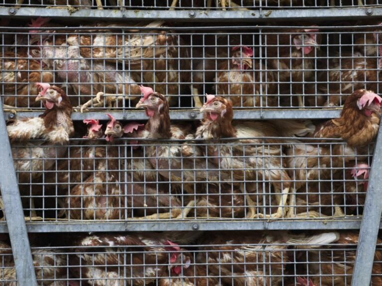 "Un Français consomme 1,2 kilo de viande par semaine au lieu des 300 grammes préconisés"