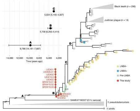 arbre phylogénétique des souches de la peste, Yersinia pestis