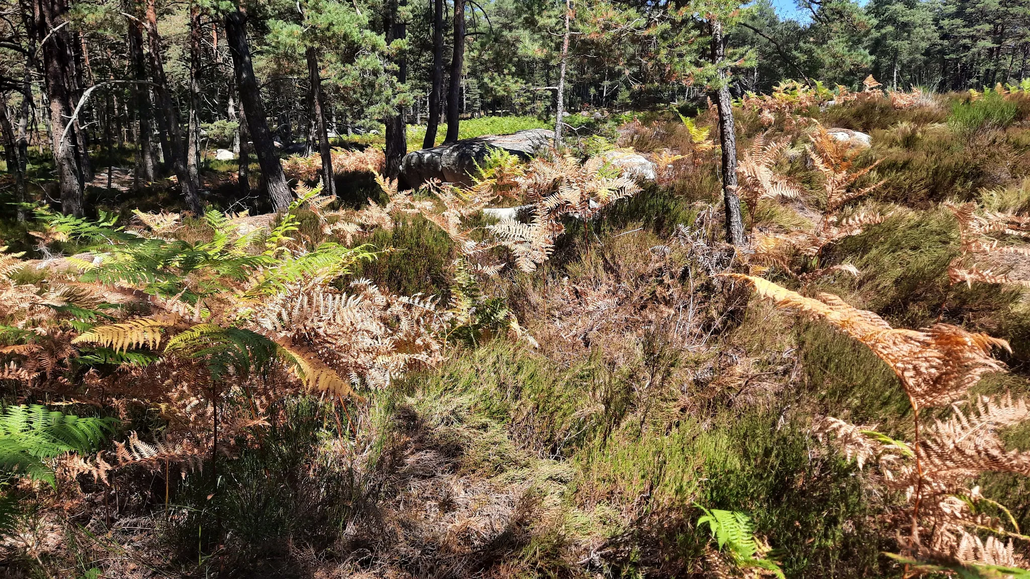 La forêt desséchée, terrain très favorable aux incendies.