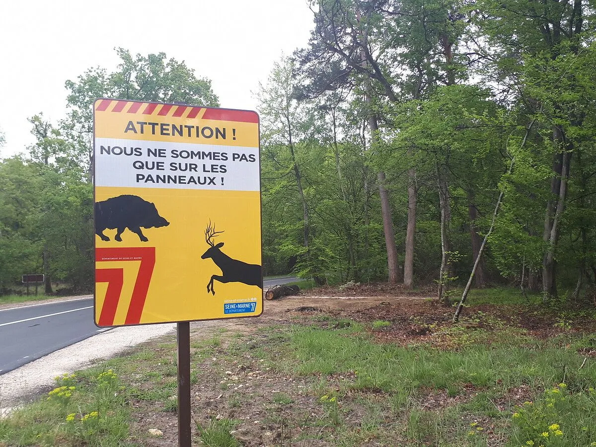 En foret de Fontainebleau (Seine-et-Marne) une signalisation particulière a été installée pour éviter les collisions avec les sangliers et les cerfs très nombreux. 8 mai 2019.