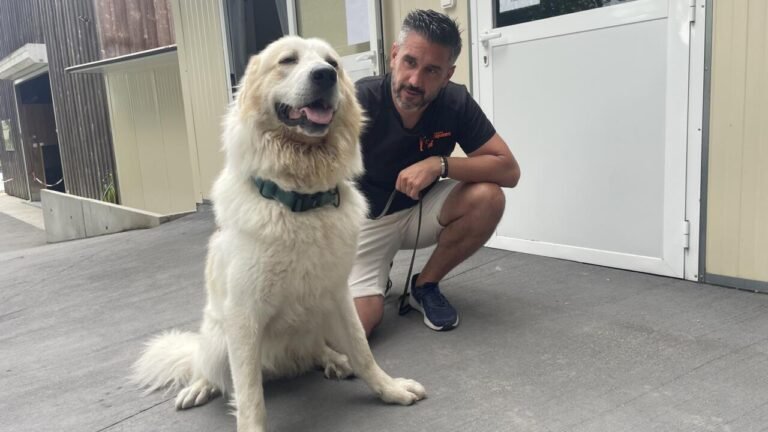 Chats, chiens, chevaux :  le sauvetage des autres victimes des incendies en Gironde